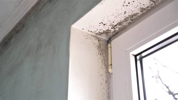 Best Industrial Mold Remediation  in Soh Weber, UT